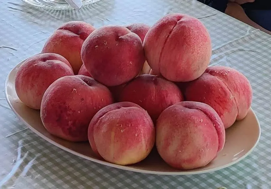 山梨県東邦観光園さんのの桃の食べ放題！皮ごと丸ごと10個たべたら満腹です！